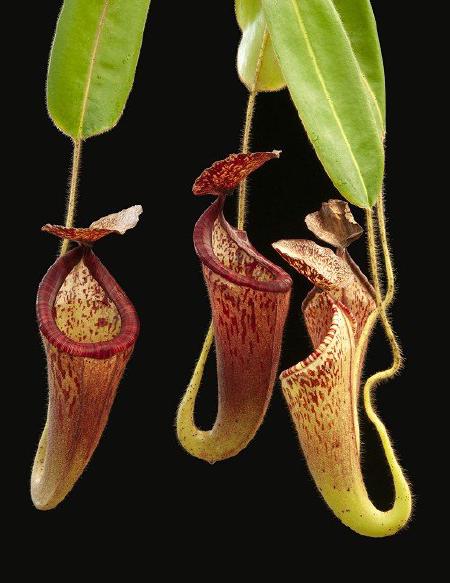 Nepenthes glandulifera: A Borneo Exotics stock photo showing BE-3766.