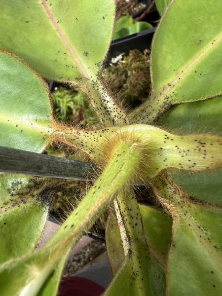 Nepenthes glandulifera: A close-up of the leaves showing the hair and nectar glands.