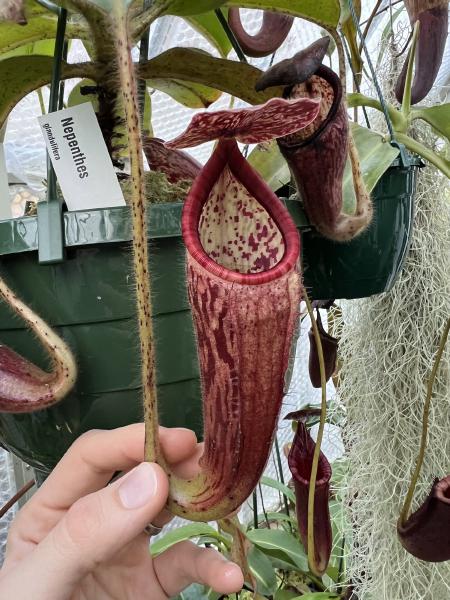 Nepenthes glandulifera: I quite like the peristome on N. glandulifera, which is striped in different shades of red.