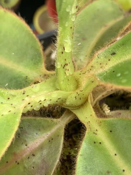 Nepenthes glandulifera: Even on very young plants, the glands and hair are clearly evident.