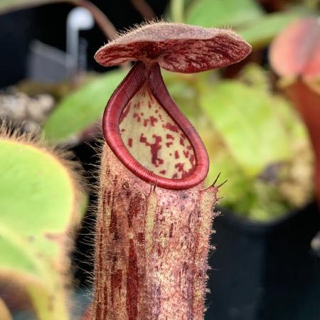 Nepenthes glandulifera: Cute fuzzy baby plant.