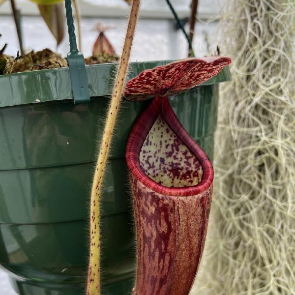 I quite like the peristome on N. glandulifera, which is striped in different shades of red.