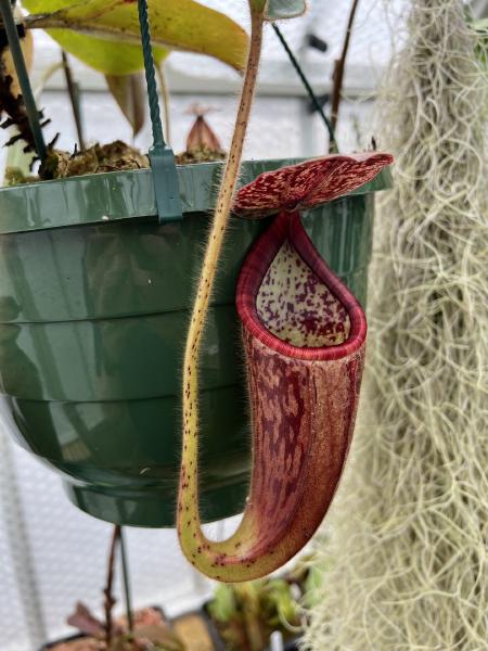 Nepenthes glandulifera: I quite like the peristome on N. glandulifera, which is striped in different shades of red.