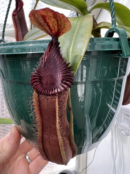 Nepenthes hamata x edwardsiana: The peristome darkens to deep purple as it ages.