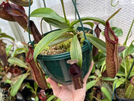 Nepenthes hamata x edwardsiana: Mine grows happily in a hanging basket year-round.