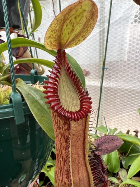 Nepenthes hamata x edwardsiana: Freshly popped pitcher with a nice red peristome.