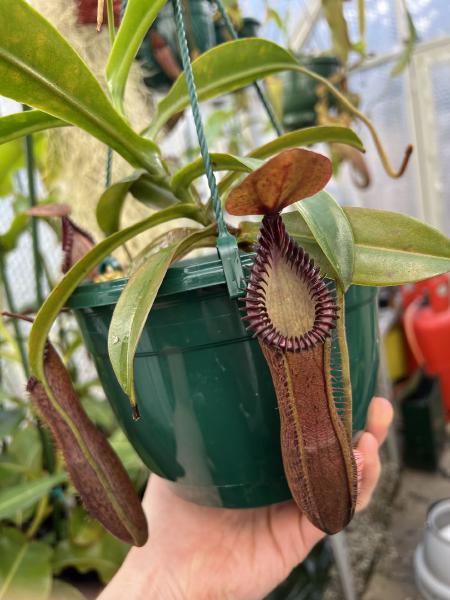 Nepenthes hamata x edwardsiana: A magnificent hybrid!