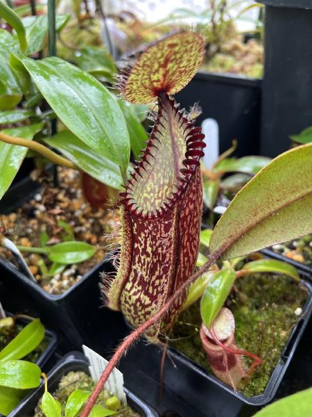 Nepenthes hamata: N. hamata has fairly large pitchers compared to the size of the leaves