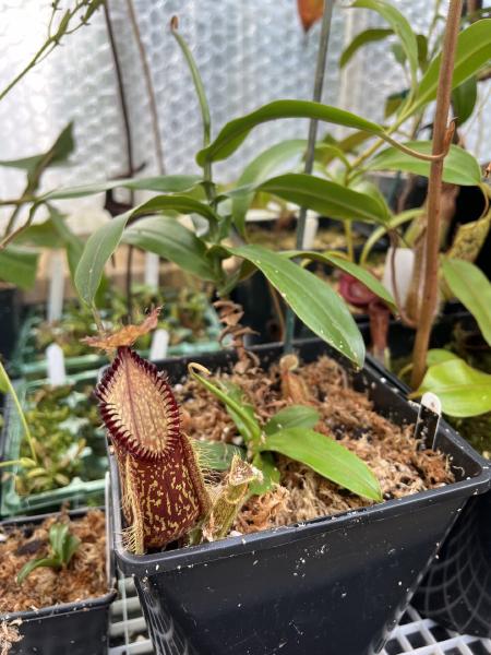 Nepenthes hamata: Freshly repotted - the main growth point is reaching the point where I'd typically cut it, to encourage basals like the one you see at the base.