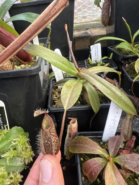 Nepenthes hamata: Little N. hamata Tambusisi, from seed. Nice purple-tinted leaves and dark red pitchers.