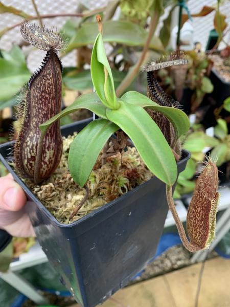 Nepenthes hamata: A nice bushy cutting of Nepenthes hamata.