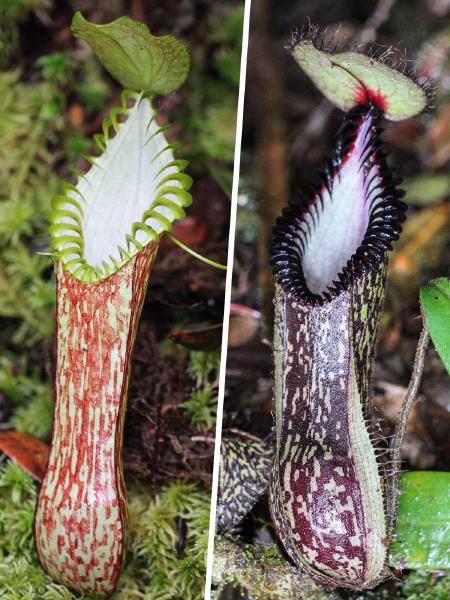 Nepenthes hamata: Upper & lower pitchers in-situ, photographed by Laurent Taerwe
