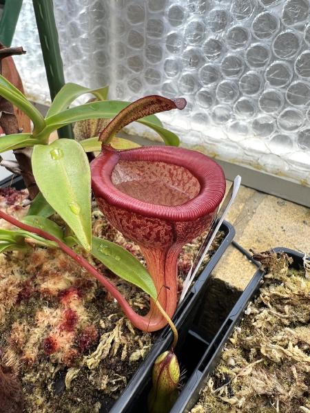 Nepenthes jamban: N. jamban (BE-3875), the pitcher plant named for its toilet-shaped pitchers.