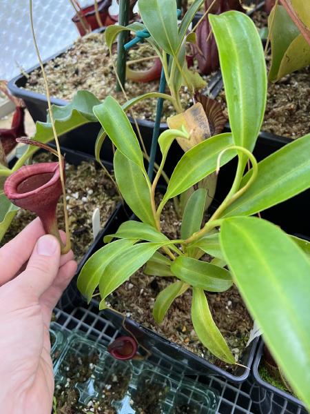 Nepenthes jamban: This one has lots of growth points and needs a good prune!