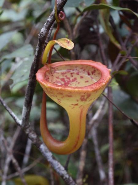 Nepenthes jamban: An upper pitcher in-situ, photographed by Jeremiah Harris.