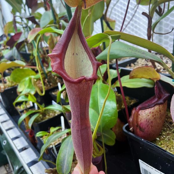 A freshly opened pitcher. They're tall, elongated, and narrow.