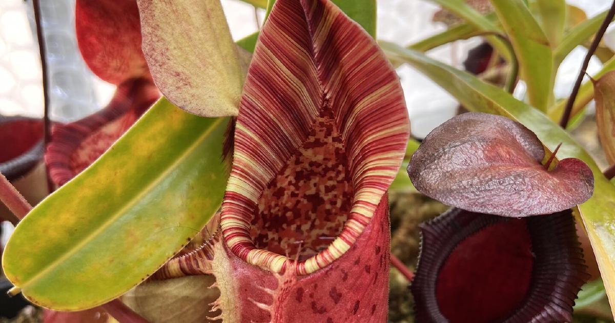 Nepenthes (lowii x veitchii) x burbidgeae | Tom's Carnivores