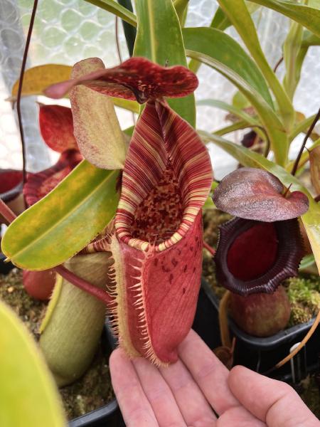 Nepenthes (lowii x veitchii) x burbidgeae: As with many Nepenthes, this cross grows best for me in spring and autumn - the warm days and cool nights bring out the best colour.