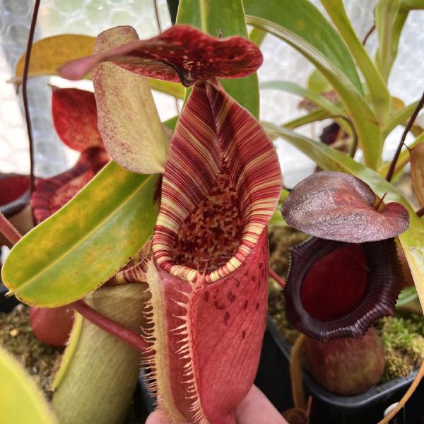 As with many Nepenthes, this cross grows best for me in spring and autumn - the warm days and cool nights bring out the best colour.