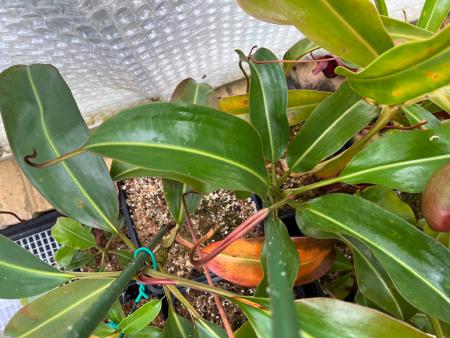 Nepenthes (lowii x veitchii) x burbidgeae: Thick, glossy leaves reminiscent of N. lowii