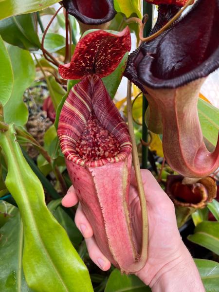 Nepenthes (lowii x veitchii) x burbidgeae: Pitchers getting larger in the warmer days.