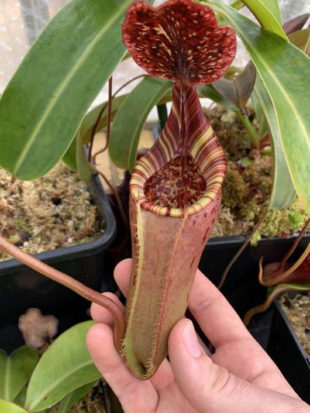 Nepenthes (lowii x veitchii) x burbidgeae: A less vibrantly colored pitcher, produced during the height of summer when nights get warm.