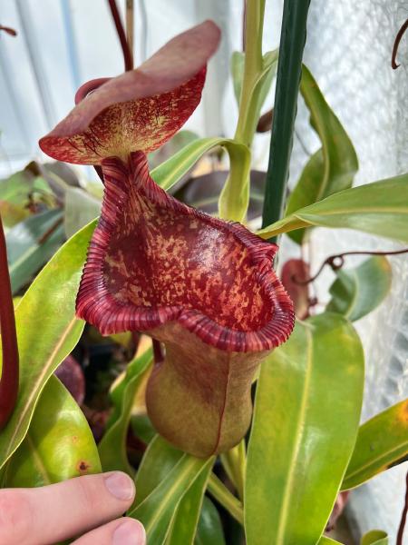 Nepenthes lowii x ventricosa: The upper pitchers are often distorted, and very reminiscent of N. lowii