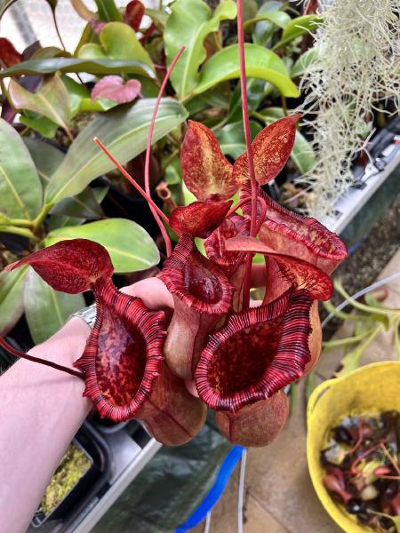 Nepenthes lowii x ventricosa: Casualties from taking cuttings! The colour on the pitchers is fantastic.