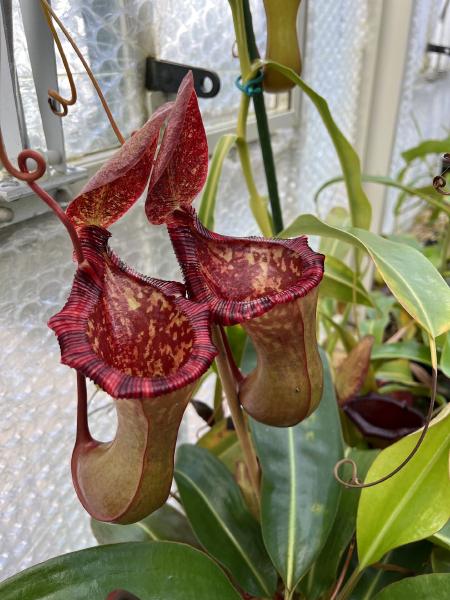 Nepenthes lowii x ventricosa: Two upper pitchers