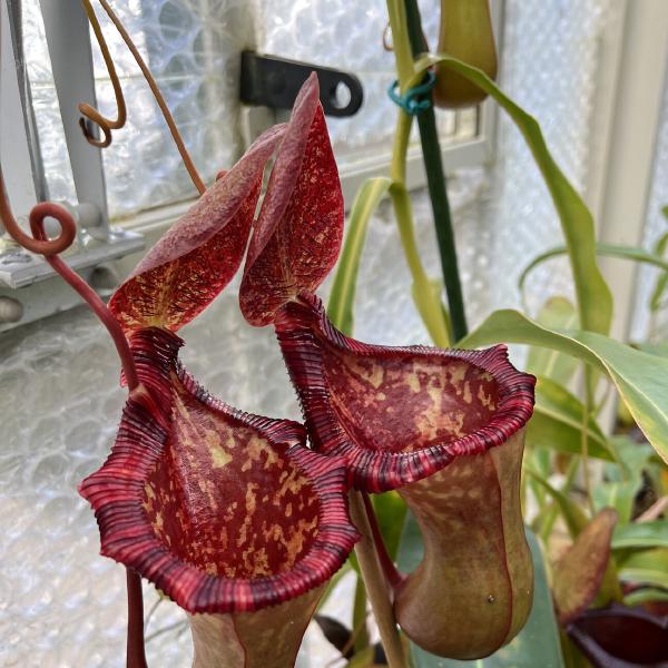 Two upper pitchers