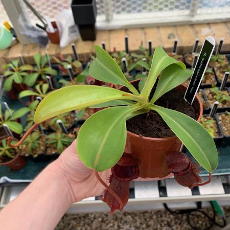 Nepenthes lowii x ventricosa: A small rooted basal, ready for sale