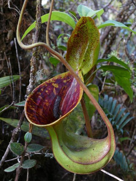 Nepenthes lowii: Upper pitcher in-situ on Mt Trusmadi, by François Mey