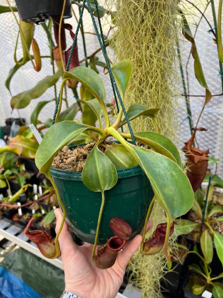 Nepenthes lowii: N. lowii from Mt Trusmadi - this one's from Wistuba