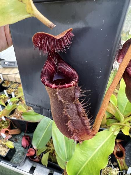 Nepenthes lowii: Lovely red lower pitcher on the Murud form of the species.