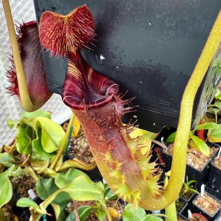 Nepenthes lowii: A lower pitcher. Look at those lid hairs!