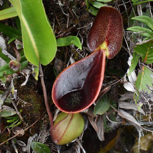 Upper pitcher in-situ on Mt Murud, by James Klech