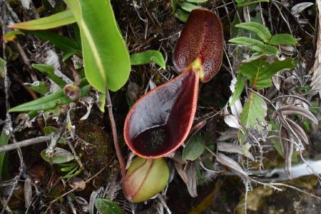 Nepenthes lowii: Upper pitcher in-situ on Mt Murud, by James Klech