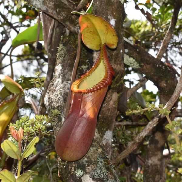 N. macrophylla on Mt Trusmadi, photographed by James Klech