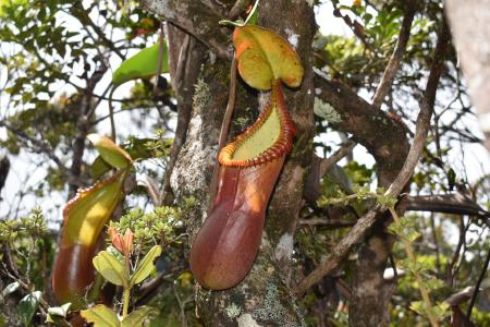 Nepenthes macrophylla: N. macrophylla on Mt Trusmadi, photographed by James Klech