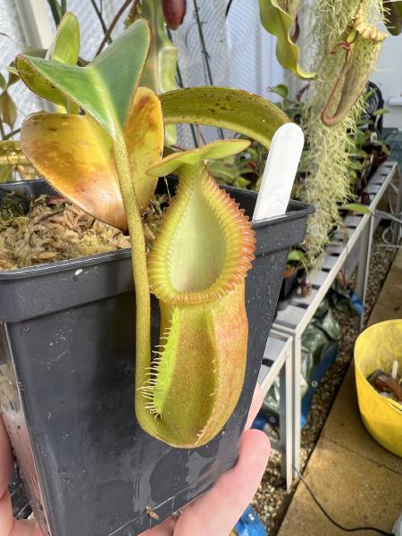 Nepenthes macrophylla: Yellow pitcher, before it colours up.