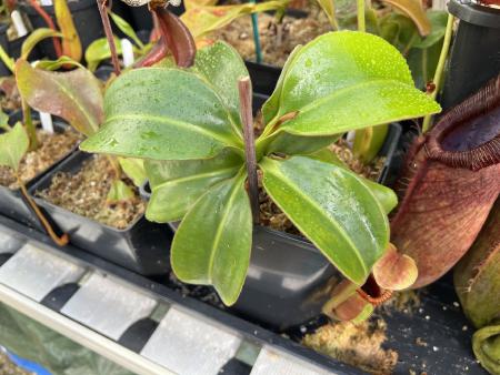 Nepenthes macrophylla: My N. macrophylla from Wistuba (AW). I suspect this is his Clone T, but I'm not certain. Lovely thick, glossy leaves on this plant.