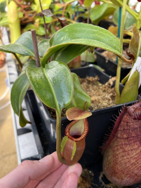Nepenthes macrophylla: A smaller pitcher on my AW plant, produced when daylight was dim.