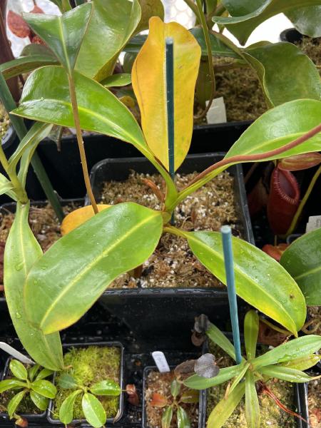 Nepenthes macrophylla: My seed-grown Nepenthes macrophylla, the most vigorous specimen of this species in my collection.