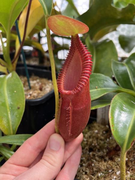 Nepenthes macrophylla: This plant isn't yet mature, but already the pitchers and leaves are showing some of the wonderful characteristics of this species.