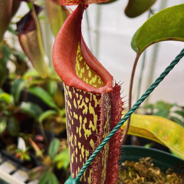 Dark speckled pitcher body, bright red peristome, and prominent lid appendage.