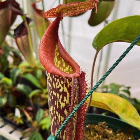 Nepenthes maxima: Dark speckled pitcher body, bright red peristome, and prominent lid appendage.
