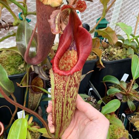Nepenthes maxima: The famous female clone from Borneo Exotics (BE-3067), once mislabelled as N. eymae.