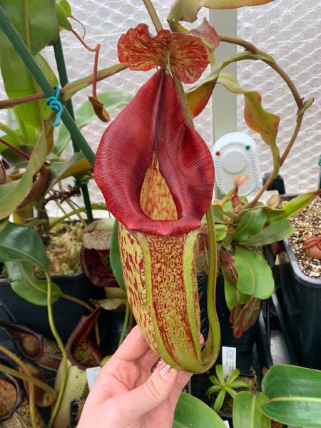 Nepenthes maxima: Once mature this clone produces huge, robust pitchers that last for ages - the peristome here will darken to almost black.