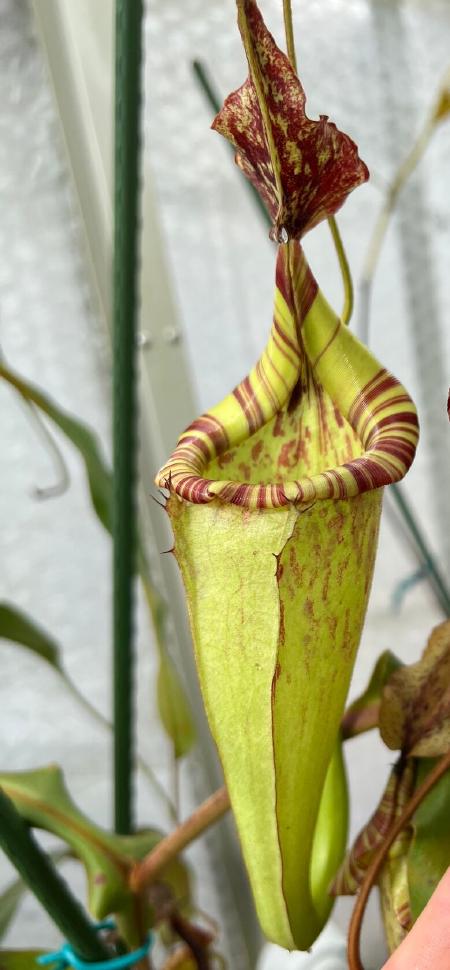 Nepenthes maxima: An upper pitcher on the same BE clone.