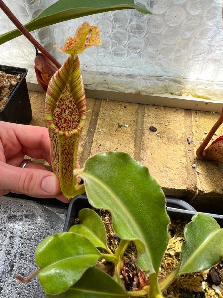 Nepenthes maxima: This specimen holds its stripes as the pitchers age - it will be great once mature.